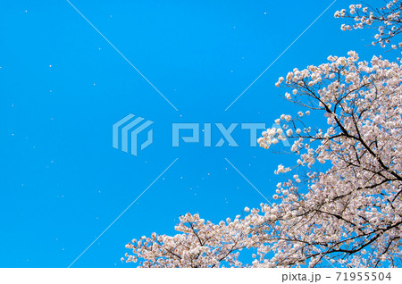 桜吹雪（青空の背景) 71955504