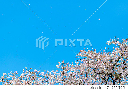 桜吹雪(青空の背景) 桜吹雪(青空の背景) 71955506