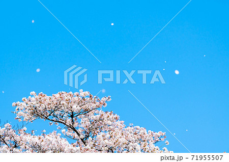 桜吹雪（青空の背景) 71955507