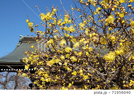 ろうばい咲く全徳寺 71956040