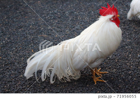 ニワトリ 雄鶏 ニワトリ 雄鶏 71956055