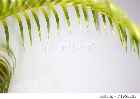 green palm leaf and shadows on a concrete wall white background green palm leaf and shadows on a concrete wall white background 71956188