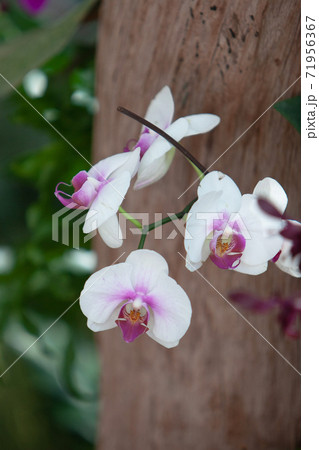 8 July 2007 Orchidaceae flower on the nature back ground. 71956367