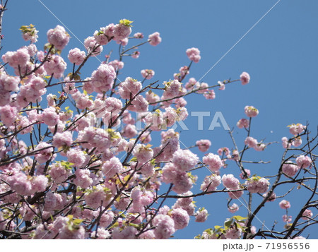 八重桜 71956556