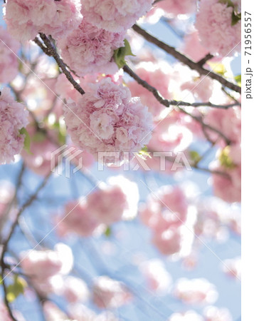 八重桜 71956557