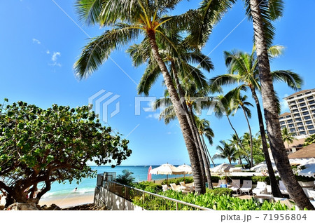 ハワイの休日 71956804