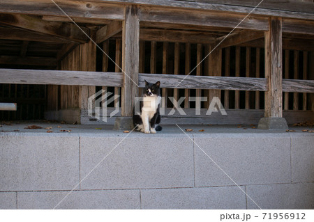 神社の縁の下の猫 71956912