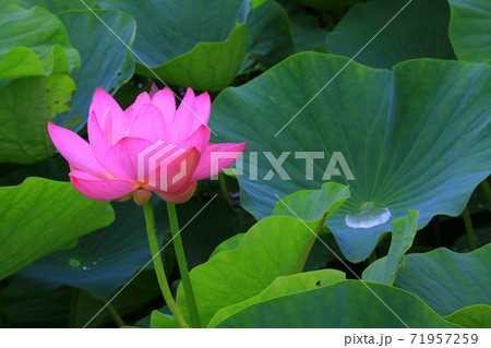 蓮の花 71957259