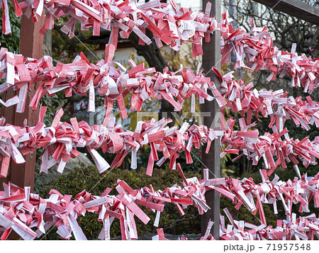 おみくじ結び所・亀戸天神社・江東区 おみくじ結び所・亀戸天神社・江東区 71957548