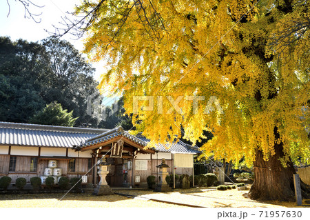 丹生酒殿神社のイチョウ 丹生酒殿神社のイチョウ 71957630