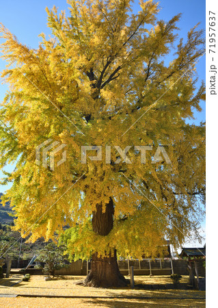 丹生酒殿神社のイチョウ 71957637