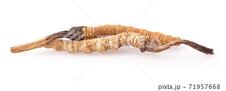 Cordyceps isolated on white background 71957668