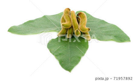 mucuna pruriens or velvet bean isolated on white background 71957892