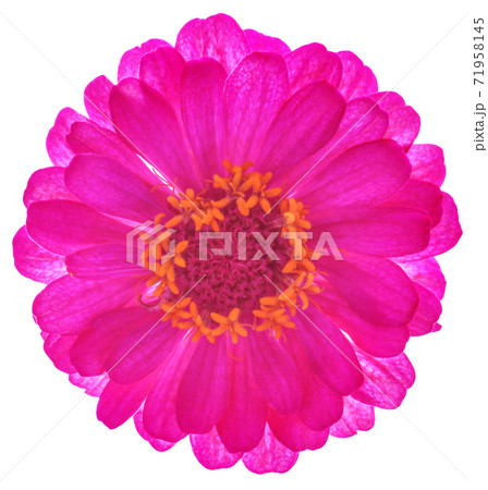 Zinnia flower  isolated on white background 71958145
