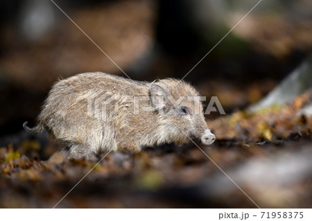 Baby wild boar, Sus scrofa, running red autumn forest in background Baby wild boar, Sus scrofa, running red autumn forest in background 71958375