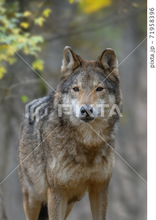 Close up portrait wolf in autumn forest background 71958396