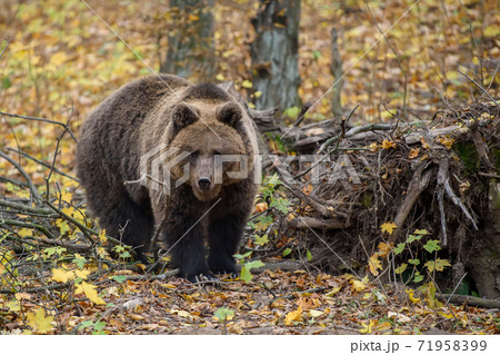 Close-up brown bear in autumn forest. Danger animal in nature habitat. Big mammal 71958399