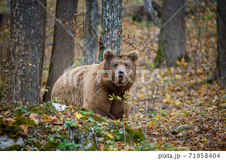 Close-up brown bear in autumn forest. Danger animal in nature habitat. Big mammal Close-up brown bear in autumn forest. Danger animal in nature habitat. Big mammal 71958404