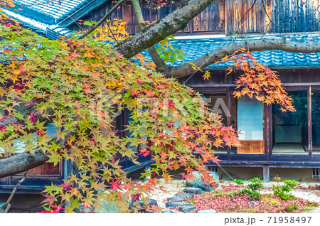 日本庭園の色付く紅葉 71958497