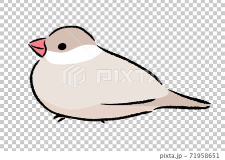 Java sparrow cinnamon cream - Stock Illustration [71958651] - PIXTA