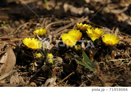 飯能ろうばい園の福寿草 飯能ろうばい園の福寿草 71959066