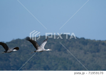 山をバックに飛ぶナベヅルの番い 71959170