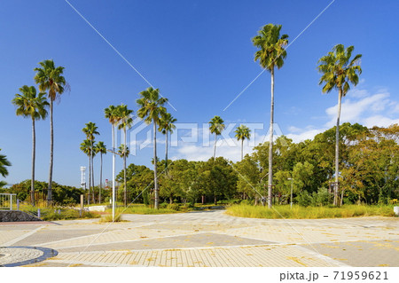 六甲アイランドの公園風景 神戸市東灘区東灘区にて 六甲アイランドの公園風景 神戸市東灘区東灘区にて 71959621