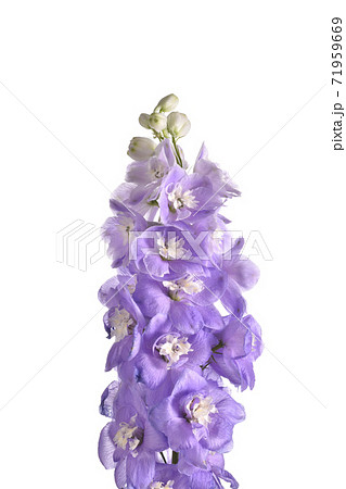 ストック 71959669