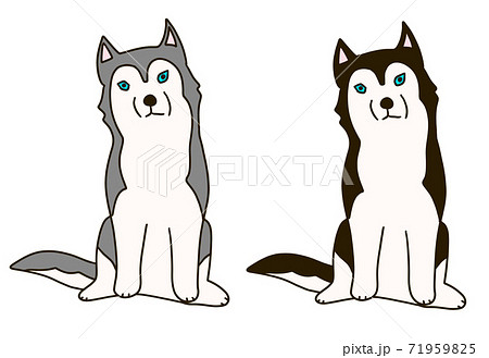 2匹の色違いのシベリアンハスキー のイラスト素材