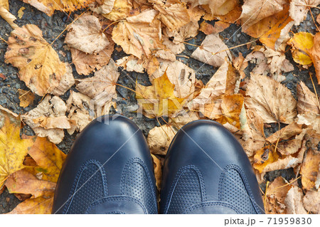 Comfortable navy blue leather shoes for men on asphalt road or footpath with autumnal leaves Comfortable navy blue leather shoes for men on asphalt road or footpath with autumnal leaves 71959830