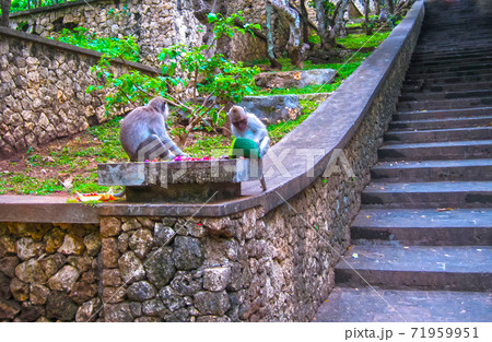 Monkey forest in Ubud, Bali 71959951