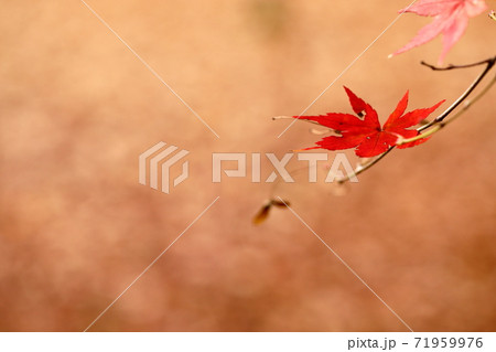 紅葉と落葉 71959976
