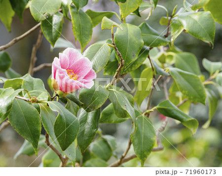 花開きかけのツバキの花　大振りピンク1輪 71960173
