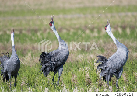 ナベヅルの鳴き交し ナベヅルの鳴き交し 71960513