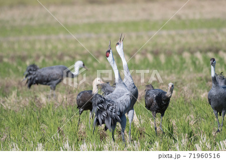 ナベヅルの鳴き交し 71960516