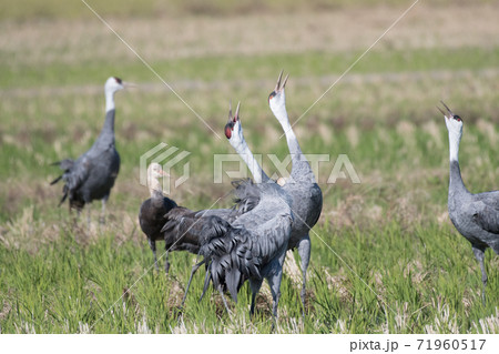 ナベヅルの鳴き交し 71960517