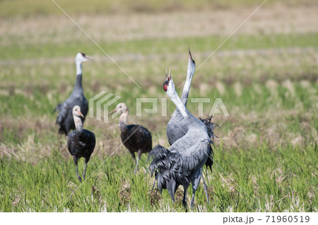 ナベヅルの鳴き交し 71960519