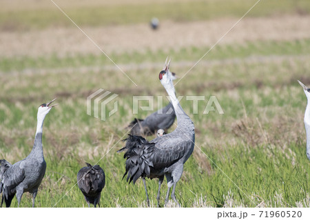 ナベヅルの鳴き交し ナベヅルの鳴き交し 71960520