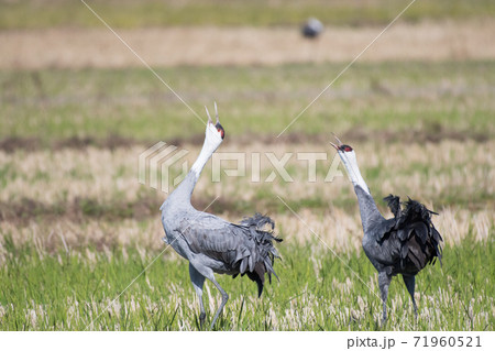 ナベヅルの鳴き交し ナベヅルの鳴き交し 71960521