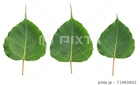 Green bodhi leaves on a white background. 71960802