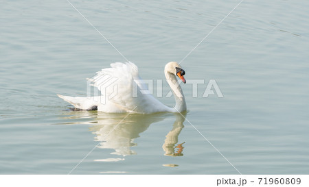 White swan swimming in a lake. White swan swimming in a lake. 71960809