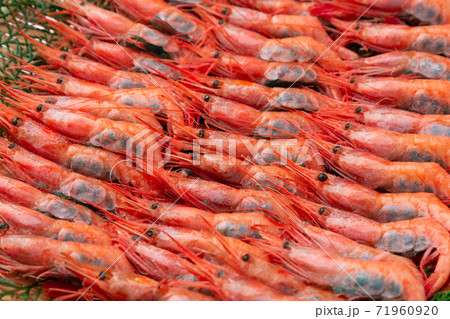 甘海老 甘海老 71960920