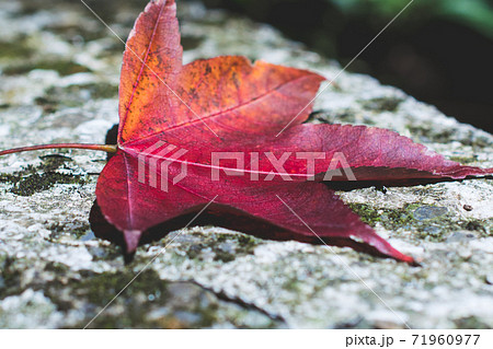 台湾 楓 カエデ 71960977