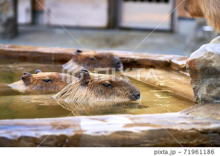 カピバラ温泉の写真素材 カピバラ温泉の写真素材