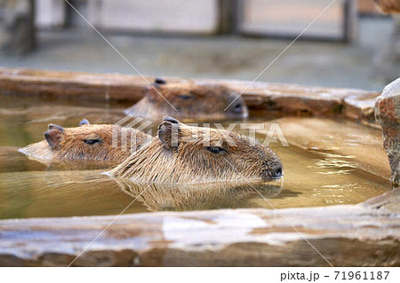 カピバラ入浴 71961187