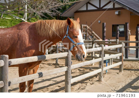 シェットランドポニー 71961193