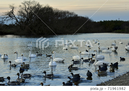 埼玉県川島町越辺川白鳥飛来地の白鳥 71961982