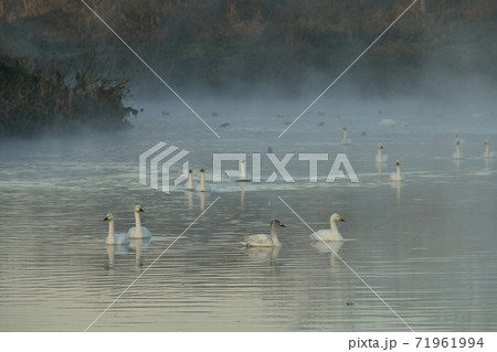 埼玉県川島町越辺川白鳥飛来地の朝霧の中を泳ぐ白鳥 71961994