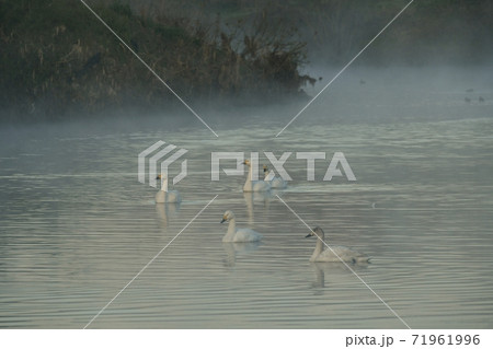 埼玉県川島町越辺川白鳥飛来地の朝霧の中を泳ぐ白鳥 埼玉県川島町越辺川白鳥飛来地の朝霧の中を泳ぐ白鳥 71961996