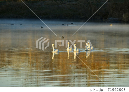 埼玉県川島町越辺川白鳥飛来地の朝霧の中を泳ぐ白鳥 71962003